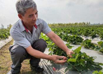 Từng trái dâu tây chín đỏ được chăm sóc theo quy trình nghiêm ngặt.