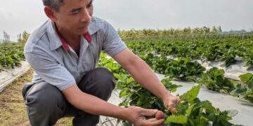 Từng trái dâu tây chín đỏ được chăm sóc theo quy trình nghiêm ngặt.