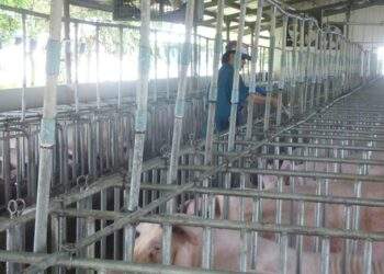 Đột ngột tăng mạnh ở nhiều vùng miền