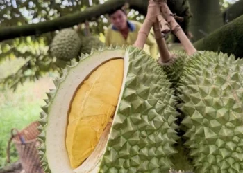 Durian, lobster exports to China soar
