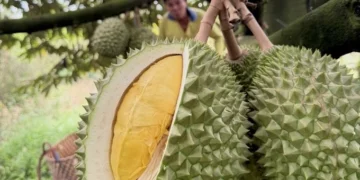 Durian, lobster exports to China soar