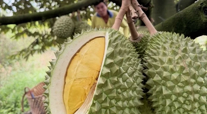 Durian, lobster exports to China soar