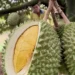 Durian, lobster exports to China soar