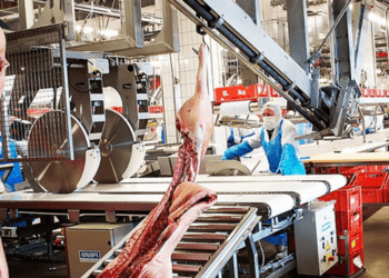 Giết mổ Chế biến thịt Xúc xích Xuất khẩu Sản phẩm chăn nuôi Chuỗi giá trị chăn nuôi Nút thắt Thịt đông lạnh