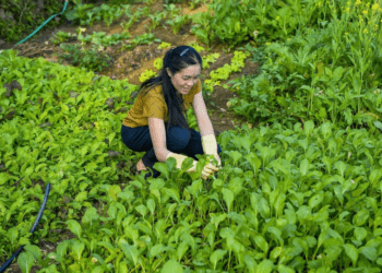 Chị Ngân Thị Hương thu hoạch rau sạch sau khi áp dụng mô hình canh tác không hóa chất. Ảnh: Nguyễn Thuấn.
