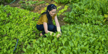 Chị Ngân Thị Hương thu hoạch rau sạch sau khi áp dụng mô hình canh tác không hóa chất. Ảnh: Nguyễn Thuấn.