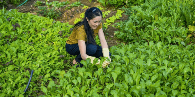 Chị Ngân Thị Hương thu hoạch rau sạch sau khi áp dụng mô hình canh tác không hóa chất. Ảnh: Nguyễn Thuấn.