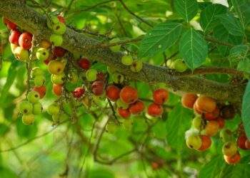 I cut down my fig tree after having to pay my neighbors $760 for damages