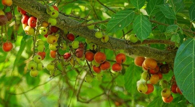 I cut down my fig tree after having to pay my neighbors $760 for damages