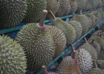 Indonesia offers free durians to spur Gen Z’s interest in marriage