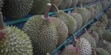Indonesia offers free durians to spur Gen Z’s interest in marriage