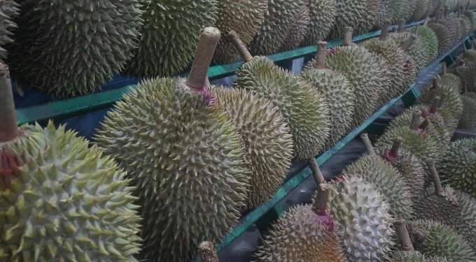 Indonesia offers free durians to spur Gen Z’s interest in marriage