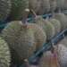 Indonesia offers free durians to spur Gen Z’s interest in marriage