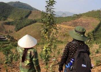 JICA secures GCF funding for Vietnam forest conservation project