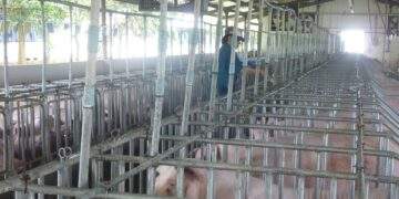 Khu vực phía Bắc giảm mạnh còn 60.000 đồng/kg