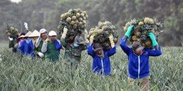 Lãnh đạo phải có tư duy đột phá để hỗ trợ nông dân làm giàu bền vững