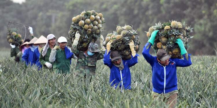 Lãnh đạo phải có tư duy đột phá để hỗ trợ nông dân làm giàu bền vững