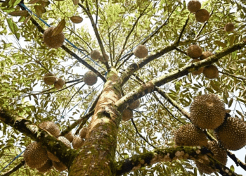 Malaysia’s durian tourism on the rise, fueled by social media and Chinese demand