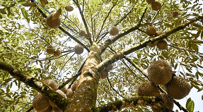 Malaysia’s durian tourism on the rise, fueled by social media and Chinese demand