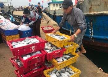 Ngư dân đặc khu Lý Sơn sau chuyến đánh bắt hải sản vận chuyển về cảng cá. Ảnh Ngô Anh Văn