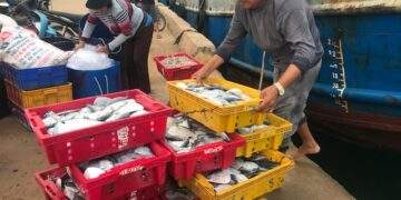 Ngư dân đặc khu Lý Sơn sau chuyến đánh bắt hải sản vận chuyển về cảng cá. Ảnh Ngô Anh Văn