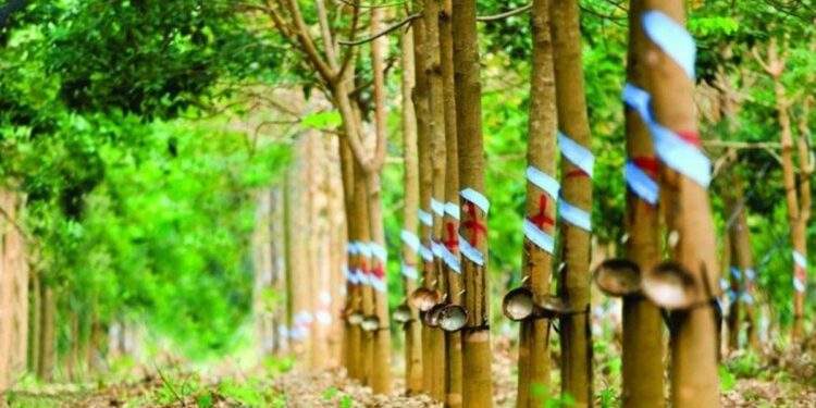 Một doanh nghiệp đặt mục tiêu lợi nhuận năm 2026 tăng hơn 150% so với năm trước nhờ khoản tiền đền bù từ công ty thành viên của THACO