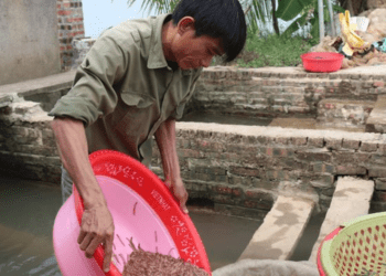 Nông dân Hải Phòng thu 25 tỷ/năm nhờ nuôi loài vật bò "nhung nhúc" dày đặc, kéo cả du khách đến vớt