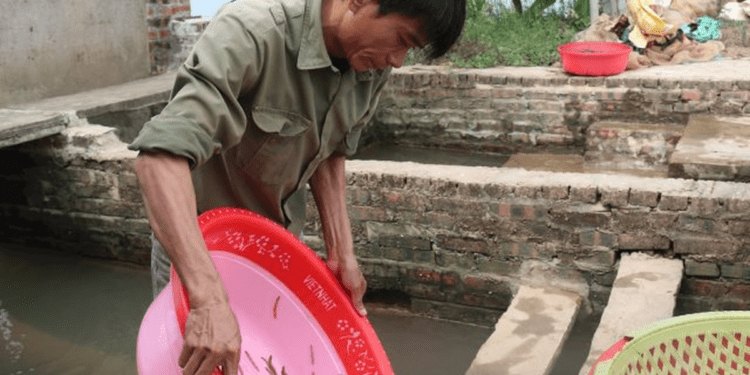 Nông dân Hải Phòng thu 25 tỷ/năm nhờ nuôi loài vật bò "nhung nhúc" dày đặc, kéo cả du khách đến vớt