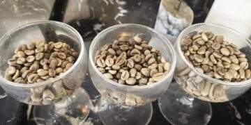 Nước không trồng cây cà phê nào lại có nhiều thương hiệu cà phê mạnh toàn cầu