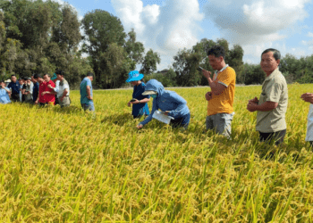 Partnership advances climate-smart rice value chains