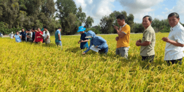 Partnership advances climate-smart rice value chains
