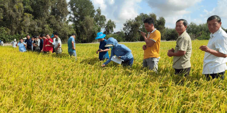Partnership advances climate-smart rice value chains