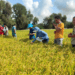 Partnership advances climate-smart rice value chains