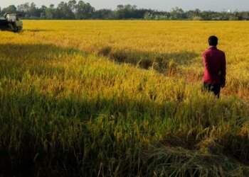 Rice export volume rises 5% in first 2 months
