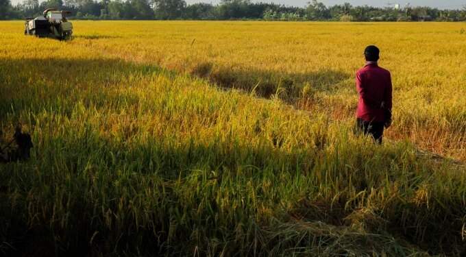 Rice export volume rises 5% in first 2 months