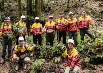 Sâm Ngọc Linh và bài toán kiểm soát chất lượng