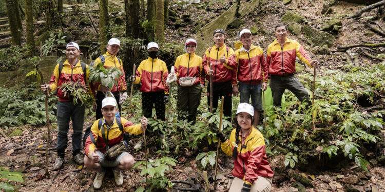 Sâm Ngọc Linh và bài toán kiểm soát chất lượng