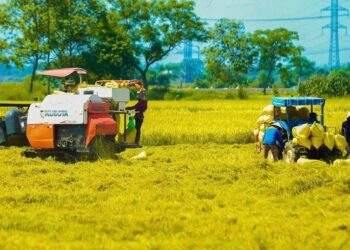 Các tỉnh Đồng bằng Sông Cửu Long đang thu hoạch rộ lúa vụ Đông Xuân. Ảnh minh họa.