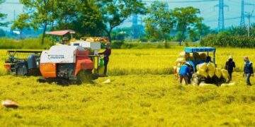 Các tỉnh Đồng bằng Sông Cửu Long đang thu hoạch rộ lúa vụ Đông Xuân. Ảnh minh họa.