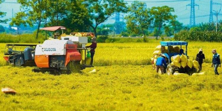Các tỉnh Đồng bằng Sông Cửu Long đang thu hoạch rộ lúa vụ Đông Xuân. Ảnh minh họa.