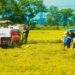 Các tỉnh Đồng bằng Sông Cửu Long đang thu hoạch rộ lúa vụ Đông Xuân. Ảnh minh họa.
