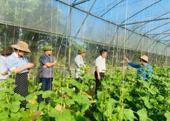 Nhà màng, nhà lưới được khuyến khích đầu tư nhằm thúc đẩy nông nghiệp ứng dụng công nghệ cao.