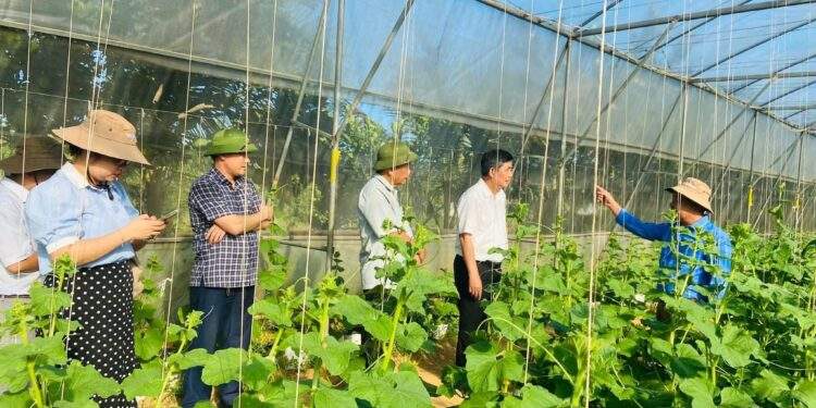 Nhà màng, nhà lưới được khuyến khích đầu tư nhằm thúc đẩy nông nghiệp ứng dụng công nghệ cao.