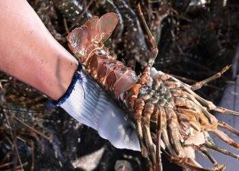 Trung Quốc mạnh tay chi tiền mua tôm hùm Việt, xuất khẩu tăng đột biến