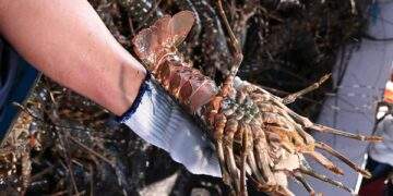 Trung Quốc mạnh tay chi tiền mua tôm hùm Việt, xuất khẩu tăng đột biến