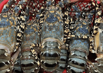 Trung Quốc tăng mua đột biến, Việt Nam bán 'hải sản nhà giàu' ôm về gần 7.000 tỷ