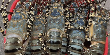 Trung Quốc tăng mua đột biến, Việt Nam bán 'hải sản nhà giàu' ôm về gần 7.000 tỷ