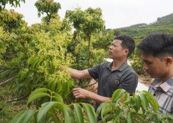 Vải thiều Bắc Ninh nguy cơ giảm một nửa sản lượng