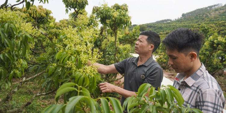 Vải thiều Bắc Ninh nguy cơ giảm một nửa sản lượng