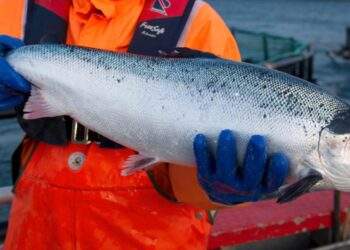 Việt Nam là thị trường tăng trưởng nhanh nhất của cá hồi Na Uy tại Đông Nam Á